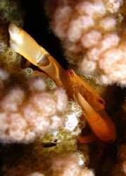 Brownish coral crab - taken on a night dive. taken with a... by Anel Van Veelen 